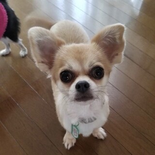 チワワももちゃん５才