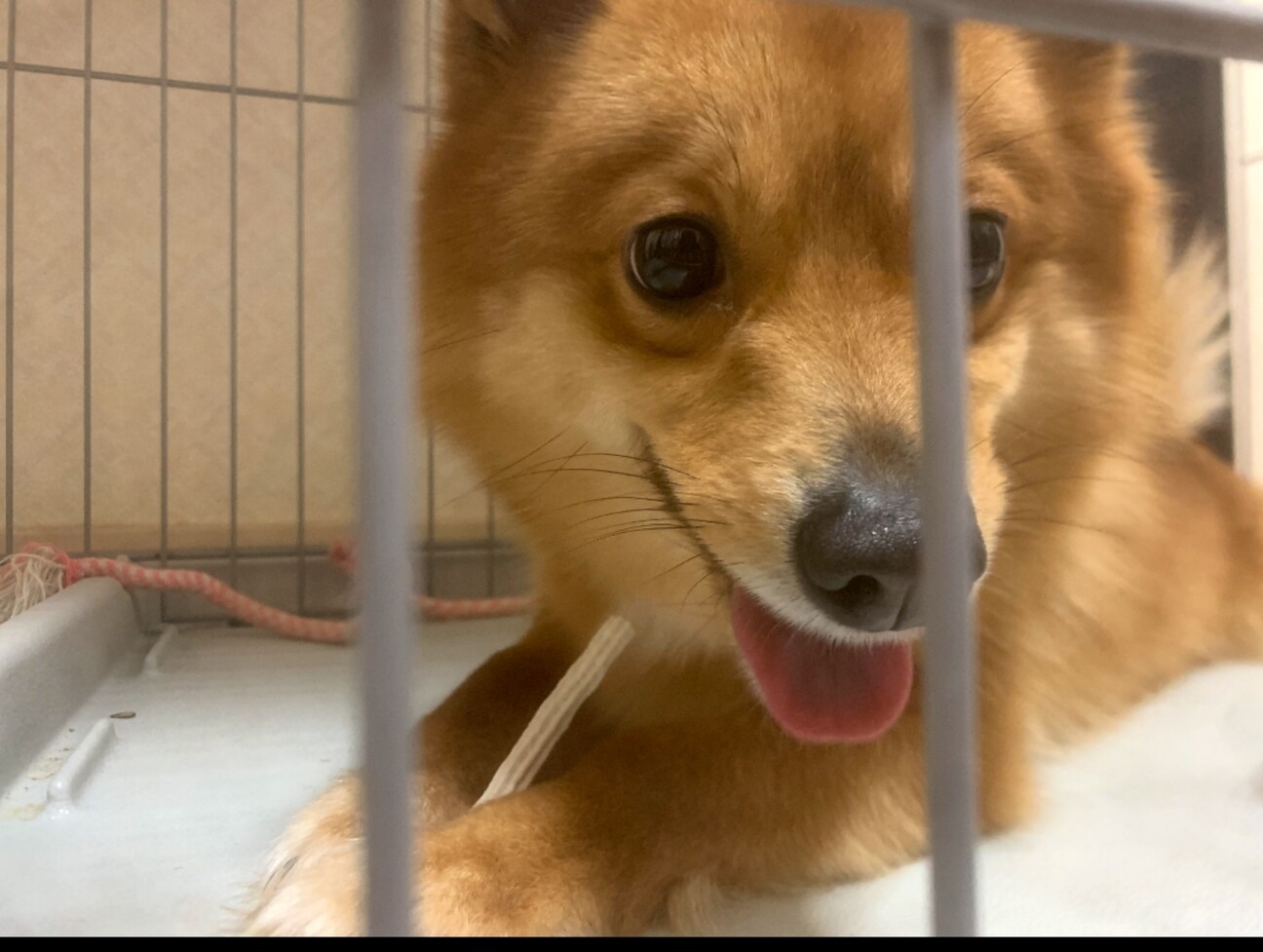 ポメコギのmix犬です 兵庫県 犬の里親募集 3378 ペットのおうち 月間利用者150万人