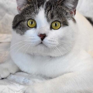 立ち耳スコの蓮君です。