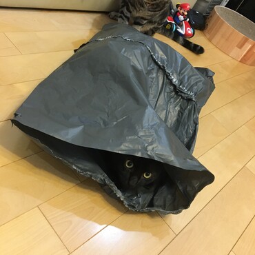 攻めや守りが繰り広げられる戦いを動画でお見せできないのが残念！笑