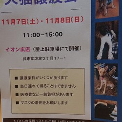 保護犬猫譲渡会