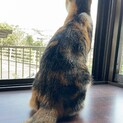 単身可　5月生まれの三毛猫