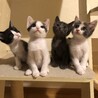 保護猫4兄妹