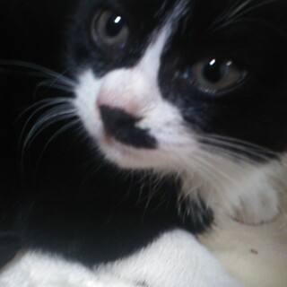 黒白ハチワレ男の子