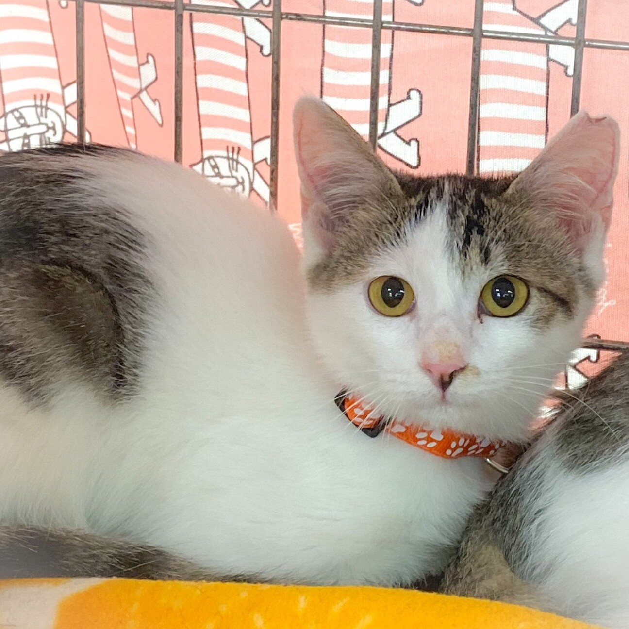 美人すぎる4ヶ月☆あやちゃん」東京都 - 猫の里親募集(338997