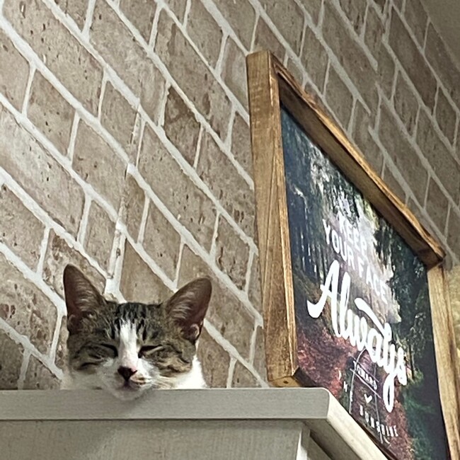 もるぴのカバー写真