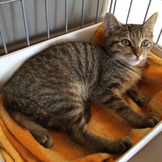 可憐なキジトラの女の子