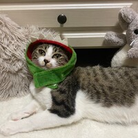 にゃぴっちゃん