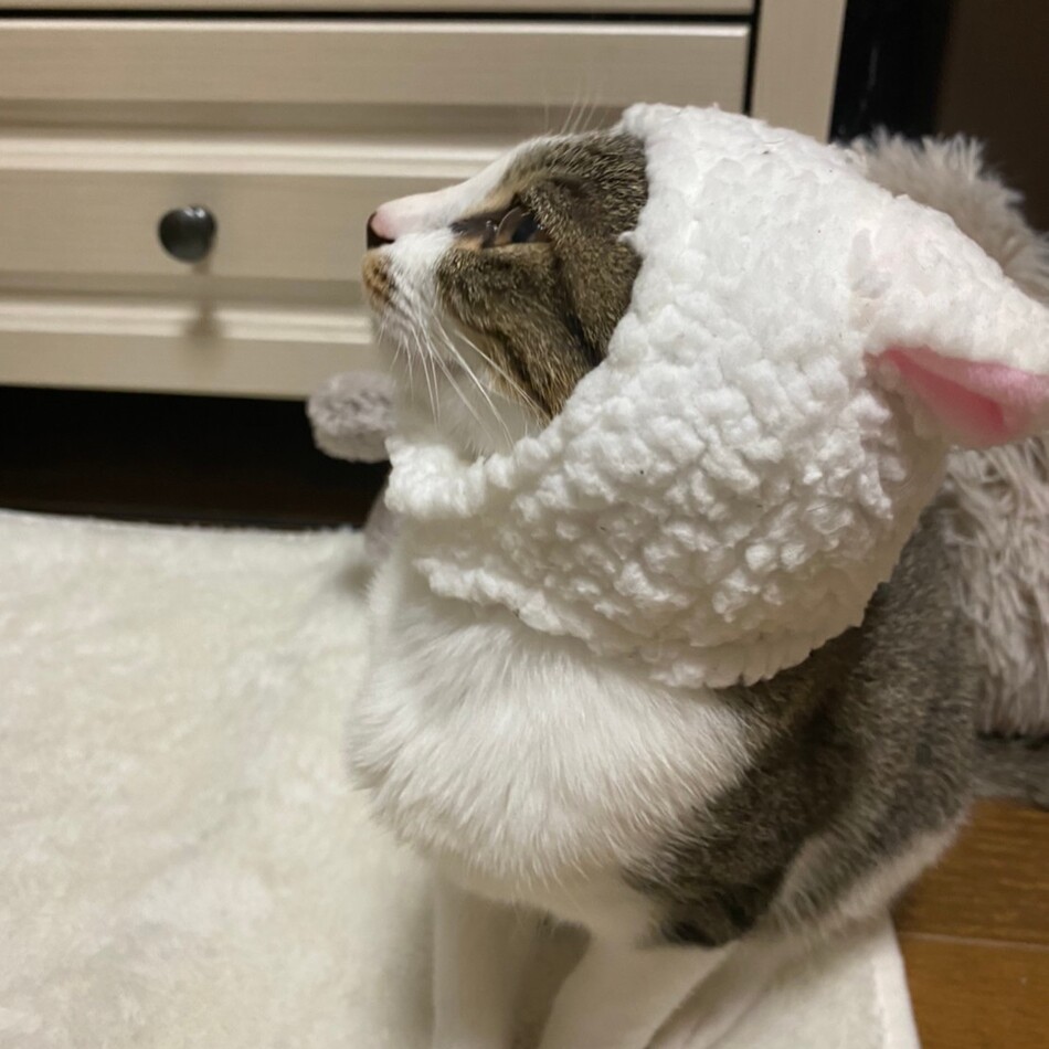 にゃぴっちゃんのカバー写真