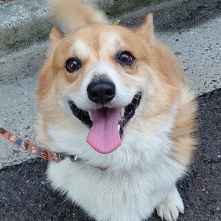 【助けてください】ぽっちゃりフレンドリーなコーギー