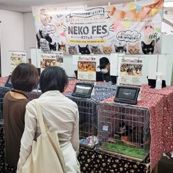 つかねこ譲渡会inＯｆｆｉｃｅ サムネイル2
