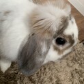 ポーランドロップの女の子の飼い主募集中
