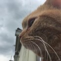 早くお迎えに来て！