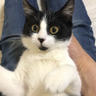 とっても可愛い♡黒白ハチワレの金ちゃんです♪