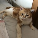 マンチカン