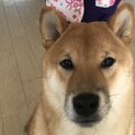 3才　柴犬　オス