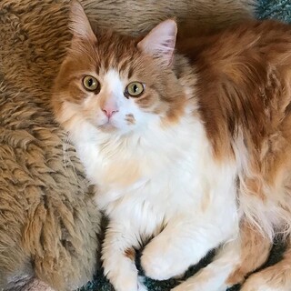 穏やか大きいメインクーン８歳！