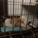 茶トラの子猫、他所で里親決まりました。