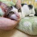 甘えん坊なキジ白君です
