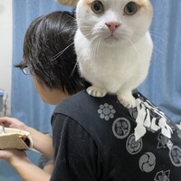 晴吉
