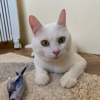 レモン猫の「ハク」