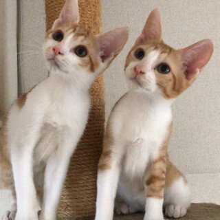 リク.カイ.クゥ茶白3兄弟