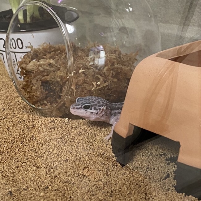 マイ1222のカバー写真