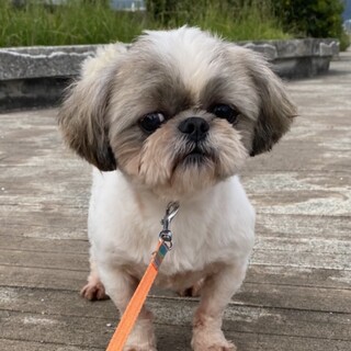 シーズー ジョージくん 静岡県 犬の里親募集 ペットのおうち 月間利用者150万人