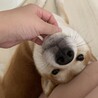 おかもちおもち