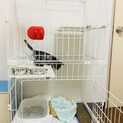 美人サビ猫さん