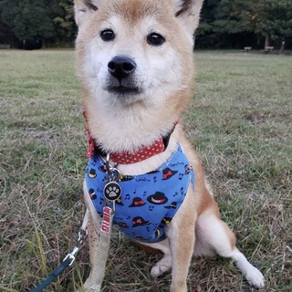 柴犬♀かすみ　推定4～5歳