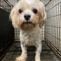 マルチーズ　マルフォイくん　里親募集中