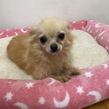チワワ　ピアノちゃん　里親募集中