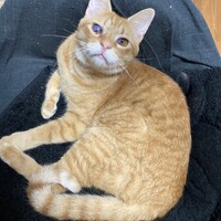 せんべー