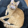 せんべー