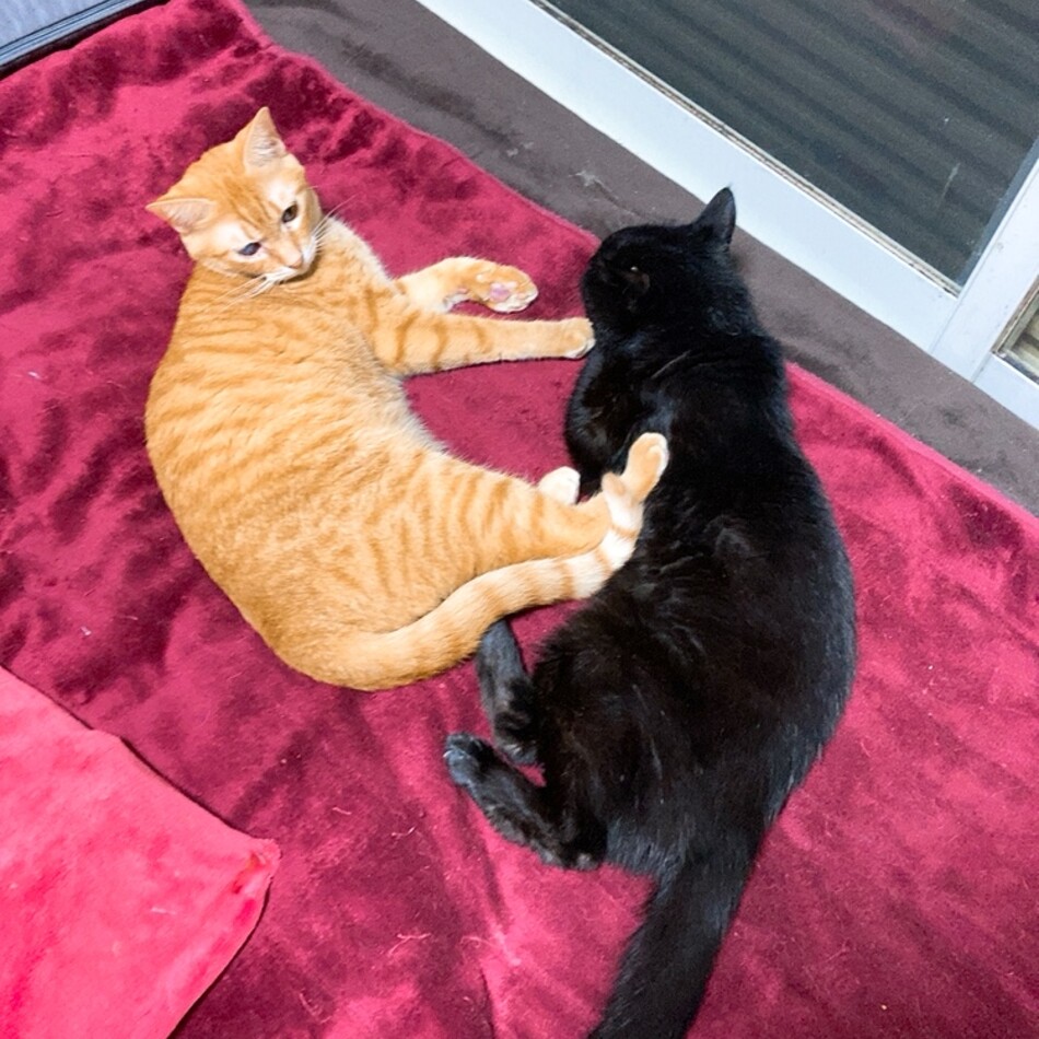 せんべーのカバー写真
