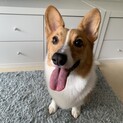 Wコーギー ♀ 1歳7ヶ月