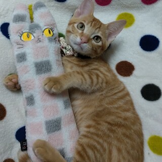 ずっとのおうち決定(*´ω｀)きんときくん