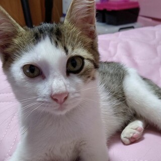 カイくん、とても性格の良い男の子です。