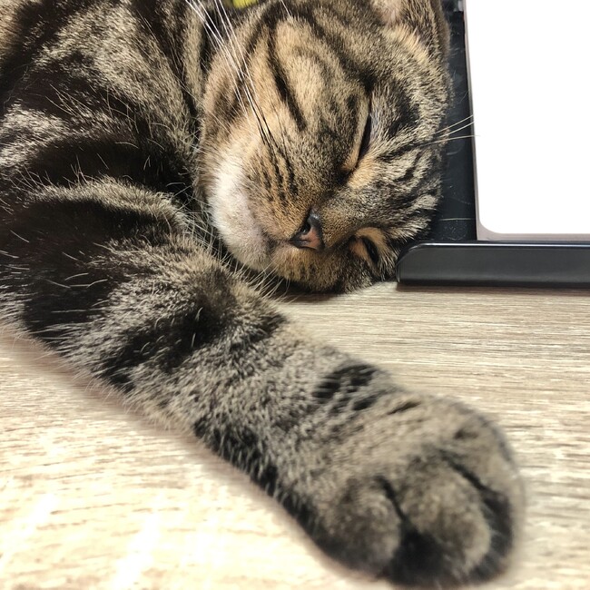 ESAのカバー写真