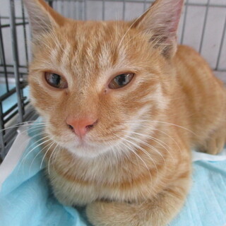 譲渡されました。