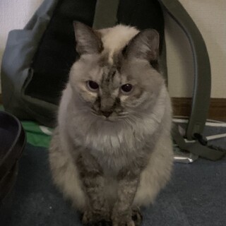 急募！人間大好きぴっぴちゃん　保留