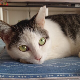 目付きは鋭いですが甘えん坊な女の子です☺️ 