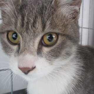 譲渡されました。