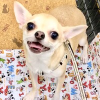 ハッピー