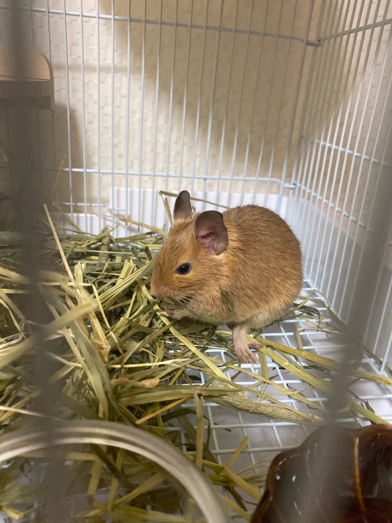 デグーの赤ちゃん 東京都 小動物の里親募集 ペットのおうち 月間利用者150万人