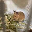 デグーの赤ちゃん