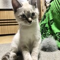 元気いっぱい✩ ８月9日生まれの仔猫