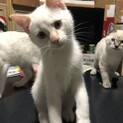 元気いっぱい✩ 8月9日生まれの仔猫