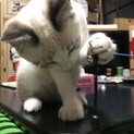 元気いっぱい✩ 8月9日生まれの仔猫